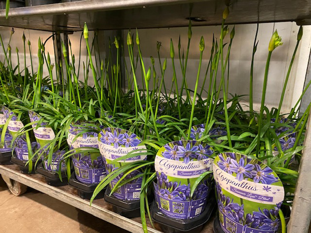 AGAPANTHUS 21 CM 1 STK